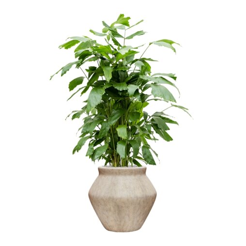 Caryota mitis in Mineral